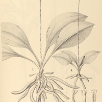 39. I. STENORRHYNCHUS Esmeraldae; II. SPIRANTHES variegata.