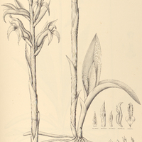 40. STENORRHYNCHUS macranthus.