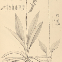 41. SPIRANTHES I. alpestris, II. var. bidentata, III. lineata.
