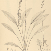 42. SPIRANTHES I. bicolor, II. micrantha.