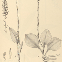 43. SPIRANTHES I. elata var. Cearensis, II. atroviridis.