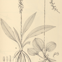 44. SPIRANTHES I. chloroleuca, II. longibracteata.