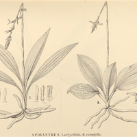 45. SPIRANTHES I. argyrifolia, II. calophylla.