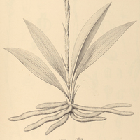 46. SPIRANTHES Rodriguesii.