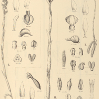 47. SPIRANTHES I. Ulaei, II. Guyanensis, III. Schwackei.