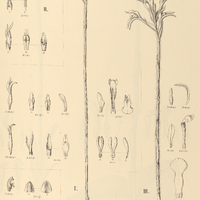 48. SPIRANTHES I. rupestris, II. rupestris var. parviflora, III. Cogniauxiana; IV. STENORRHYNCHUS…