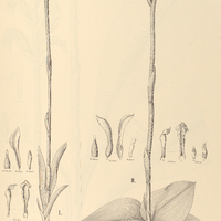 49. SPIRANTHES I. uliginosa, II. biflora.