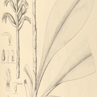 50. SPIRANTHES fasciculata.