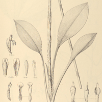 51. SPIRANTHES umbrosa.
