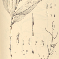 52. PHYSURUS I. Peterianus, II. densiflorus.