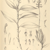 53. PHYSURUS I. Aratanhensis, II. metallescens.