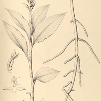 54. PHYSURUS commelinoides.