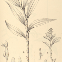 55. PHYSURUS I. humilis, II. Lindleyanus.