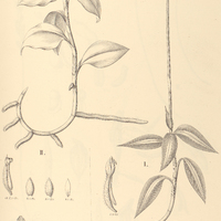 56. PHYSURUS I. bicolor, II. lacteolus.