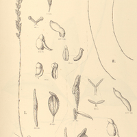57. WULLSCHLAEGELIA I. aphylla, II. calcarata.