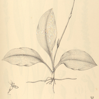 58. CRANICHIS candida.