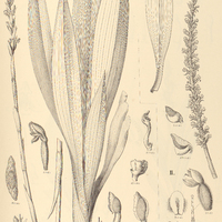 59. STENOPTERA I. acuta, II. viscosa.