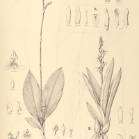 60. STENOPTERA actinosophylla. – II. PONTHIEVA phaenoleuca. – LIPARIS III. inundata, IV. campestris.
