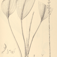 61. PRESCOTTIA stachyoides.
