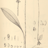 62. PRESCOTTIA I. montana, II. viacola.