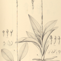 63. PRESCOTTIA I. microrhiza, II. Rodeiensis.