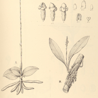 64. PRESCOTTIA I. plantaginea, II. nivalis, III. epiphyta.