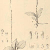 65. PRESCOTTIA I. pubescens, II. octopollinica.