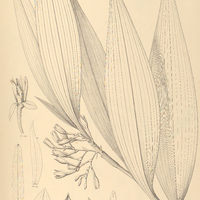 67. CORYMBIS decumbens.