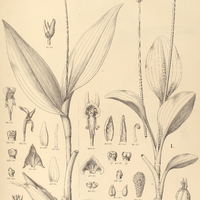 68. MICROSTYLIS I. Warmingii, II. hastilabia.