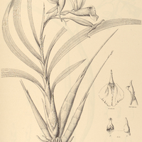 69. GALEANDRA curvifolia.