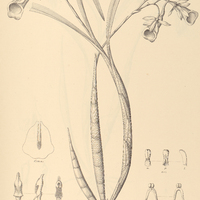 70. GALEANDRA villosa.
