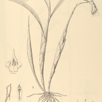 71. GALEANDRA I. lacustris, II. graminoides.
