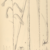73. GALEANDRA I. junceoides, II. hysterantha.