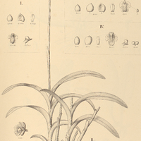 75. POLYSTACHYA I. pinicola, II. Estrellensis, III. Geraënsis, IV. caespitosa.