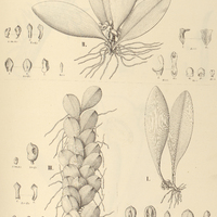 76. CRYPTOPHORANTHUS I. punctatus, II. fenestratus, III. cryptanthsu, IV. var. grandiflorus.