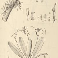 77. I. MASDEVALLIA infracta var. aristata, PHYSOSIPHON II. pubescens, III. serrulatus.