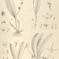 78. MASDEVALLIA I. curtipes, II. Yauaperyensis. III. PHYSOSIPHON deregularis. IV. STELIS megantha.