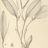 79. STELIS I. gigas, II. triangularis.