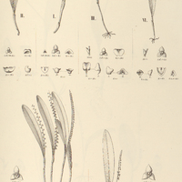 80. STELIS I. plurispicata, II. Yauaperyensis, III. Rodriguesii, IV. microglossa, V. Palmeiraensis,…