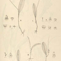 81. STELIS I. littoralis, II. chlorantha, III. drosophila, IV. puberula, V. penduliflora.