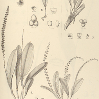 82. STELIS I. smaragdina, II. Paraensis, III. oligantha, IV. peliochyla, V. omalosantha.