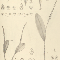 83. STELIS I. Parahybunensis, II. microcaulis, III. vinosa, IV. – var. angustifolia, V. – var…
