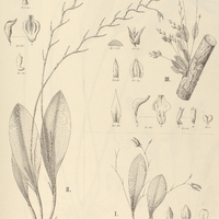 84. PLEUROTHALLIS I. mentosa, II. arcuata, III. muscosa.