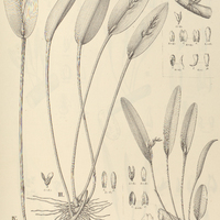 85. PLEUROTHALLIS I. campestris, II. Klotzchiana, III. macropoda, IV. – var. laevis.