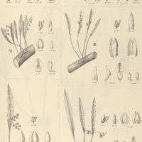 86. PLEUROTHALLIS I. tenera, II. bicolor, III. hygrophila, IV. muscicola, V. albiflora, VI…