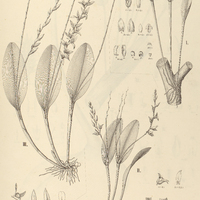 87. PLEUROTHALLIS I. montana, II. gracilis, III. rubens var. latifolia.