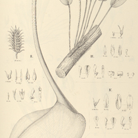 88. PLEUROTHALLIS I. pectinata, II. – var. major, III. caespitosa, IV. – var. chrysantha, V. – var…