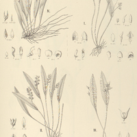 89. PLEUROTHALLIS I. compressiflora, II. Wawraeana, III. sulphurea, IV. crocea.