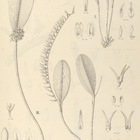 91. PLEUROTHALLIS I. Mantiquyrana, II. stenopetala, III. pulvinata.