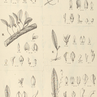 92. PLEUROTHALLIS I. punctata, II. ramosa, III. variegata, IV. lobiserrata, V. recurvipetala, VI…